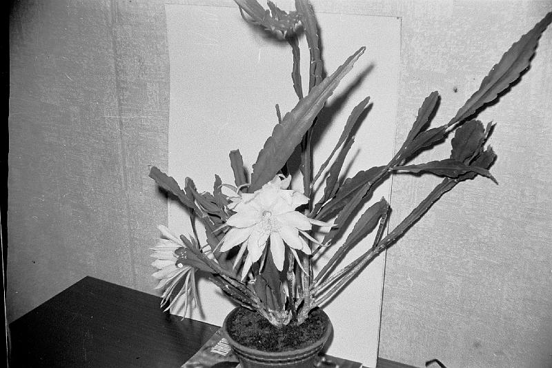Image105.BMP